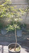 Pianta finger lime usato  Bisceglie