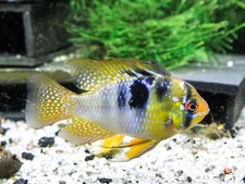 German blue ram d'occasion  Expédié en Belgium