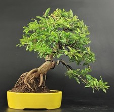 Piante e bonsai usato  Cison di Valmarino