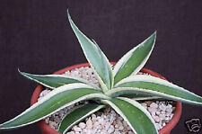 Agave guiengola albo for sale  Miami