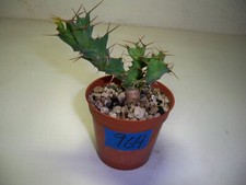 964 euphorbia clavigera for sale  El Cajon