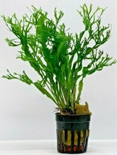 Microsorum 5cm potted for sale  NEWTON ABBOT