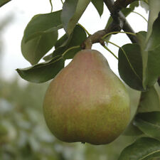 Doyenne comice pear for sale  PETERBOROUGH