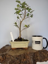 lime tree for sale lime tree for sale ELGIN