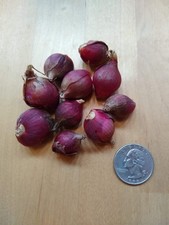 Egyptian walking onion for sale  Reading