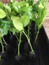 Kaffir lime tree for sale  Katy
