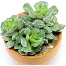 Crinkle leaf plant for sale  Denver