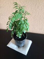 Curry leaf plant for sale  Turlock