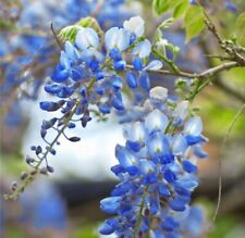 Wisteria blue moon for sale  Ladson