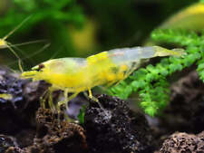 Yellow cherry shrimp for sale  Indianapolis