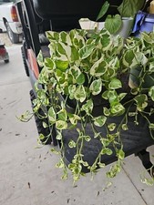 Large pot pothos for sale  Englewood