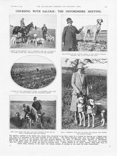 Coursing saluki coursing for sale  GLASGOW