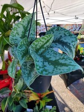 Scindapsus silver splash for sale  Port Charlotte
