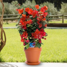 Bougainvillea red 17cm for sale  PETERBOROUGH
