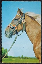 Pferdepostkarte pferde pferdep gebraucht kaufen  Sondershausen