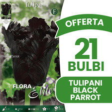 Offerta bulbi tulipano usato  Torre Canavese
