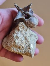 Vertèbre diplocynodon d'occasion  Sessenheim