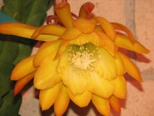 Epiphyllum french gold for sale  Santa Ana