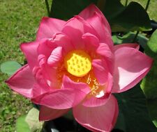 Samen echte lotus gebraucht kaufen  Calw