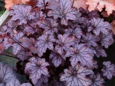 Heuchera coral bells for sale  BARNSLEY