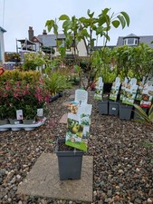 Pyrus conference pear for sale  LARGS