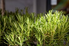 Herb rosemary plug for sale  WOODBRIDGE