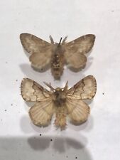 Pale eggar. vintage for sale  MANCHESTER