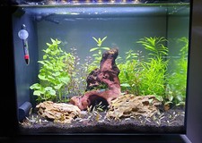 fluval spec for sale  FELIXSTOWE