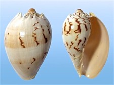 Volutidae melo broderipii usato  Roma