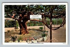 california grape vine for sale  Springfield