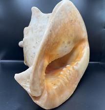 Queen helmet conch for sale  Sylmar