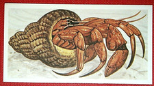 Hermit crab illustrated for sale Hermit crab illustrated for sale  DERBY