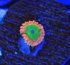Oompa loompa zoa for sale  Placentia