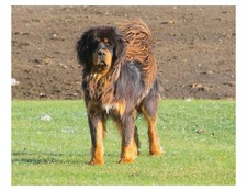 Tibetan mastiff dog for sale  Wyoming