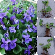 Violet plants viola for sale  HELSTON