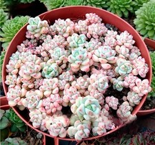 10x sedum perezdelarosae for sale 10x sedum perezdelarosae for sale  BEXHILL-ON-SEA