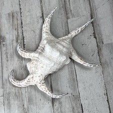 Spider conch shell for sale  Las Vegas