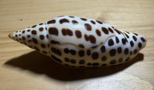 Scaphella junonia 4.57 for sale  Key West