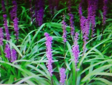 Liriope plant bare for sale  Rockingham
