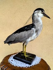 Trofeo caccia nitticora usato  Orsago