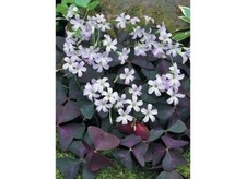 Oxalis triangularis pourpre d'occasion  Jussey