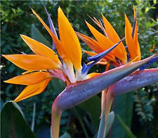 Seeds bird paradise for sale  Phoenix