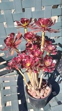 tall aeonium arboreum for sale  Corona