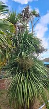 Cordyline australis pods for sale  WIGAN