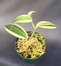 Vanilla planifolia albo for sale  Marianna