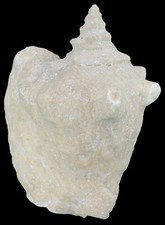 Pliozän lobatus gigas gebraucht kaufen  Erlangen