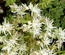SEDUM CLIFF STONECROP Sedum Glaucophyllum - 200 sementes a granel comprar usado  Enviando para Brazil