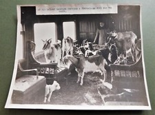 Vintage original news for sale  BURY ST. EDMUNDS