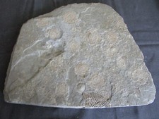 Schieferplatte ammoniten verst gebraucht kaufen  Kappel-Grafenhausen