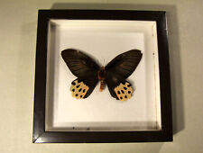 Schmetterling papilio horishan gebraucht kaufen  Bad Friedrichshall